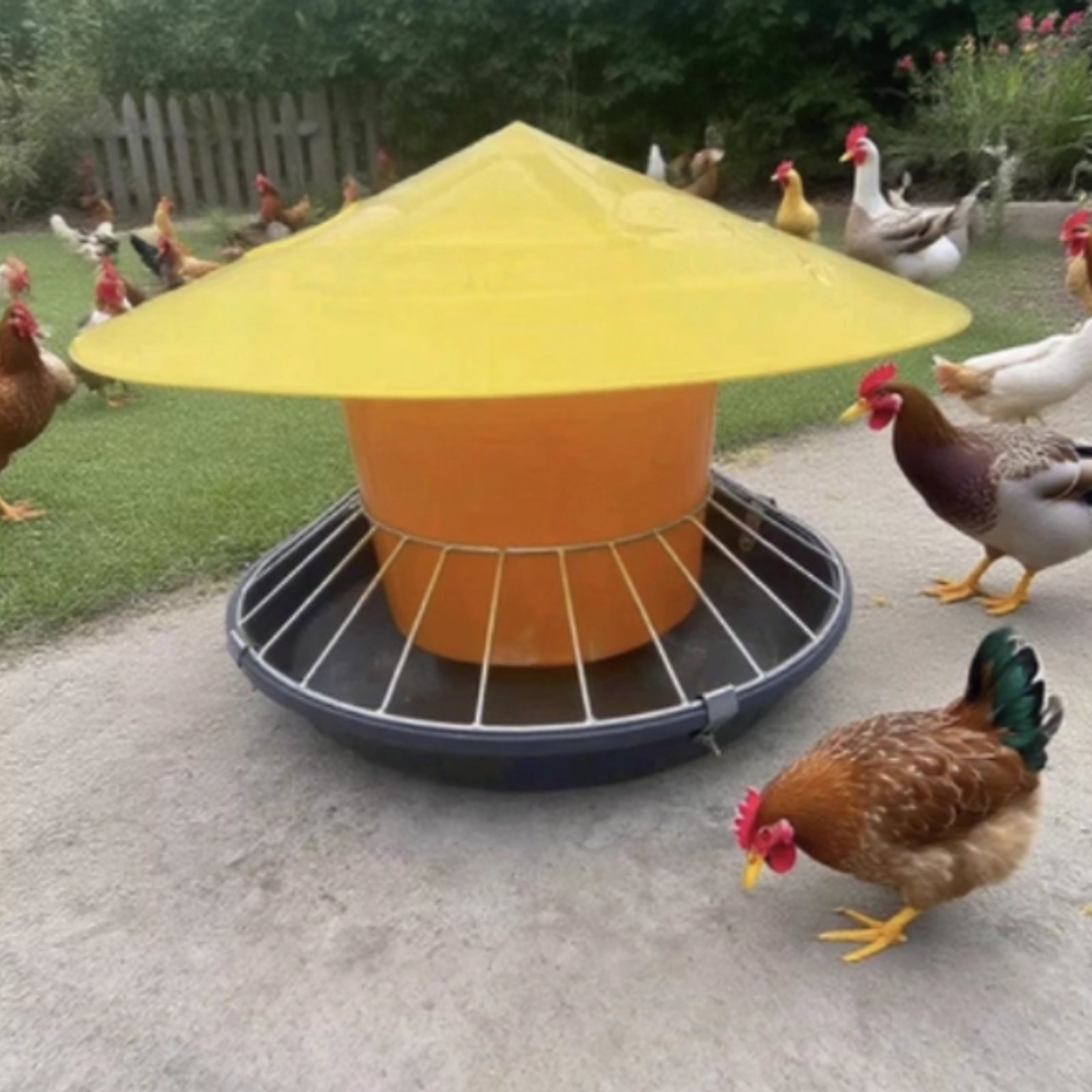 Comedero Redondo para Aves de  - Feeding reseña y precio