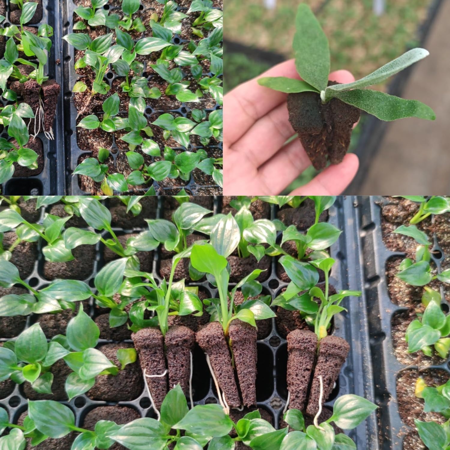 Esponjas de germinación rápida - Nursery reseña y precio